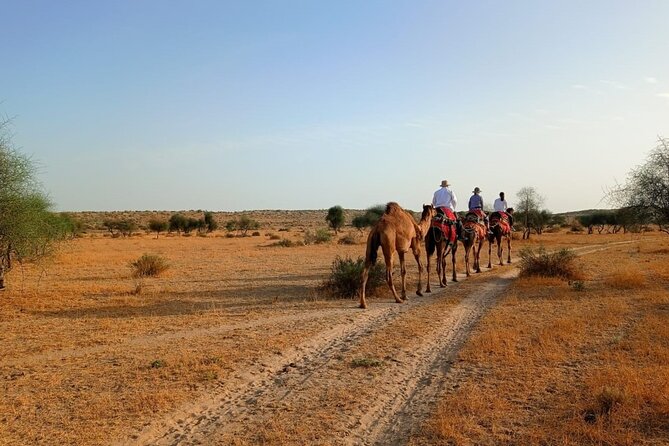 Overnight Camel Safari: Non-Touristic, Sleep Under the Stars! - What To Expect