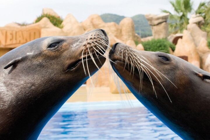 Palafolls: Marineland Dolphinarium and Water Park Tickets - Activity Provider and Rating