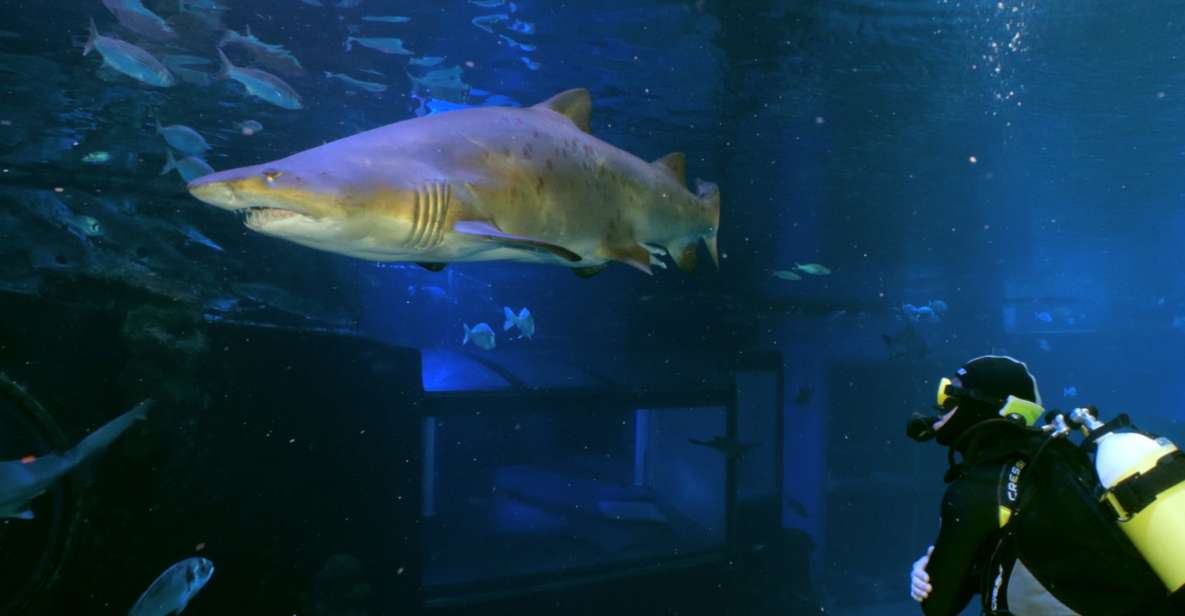 Palma De Mallorca: Shark Dive at Palma Aquarium - Experience Highlights