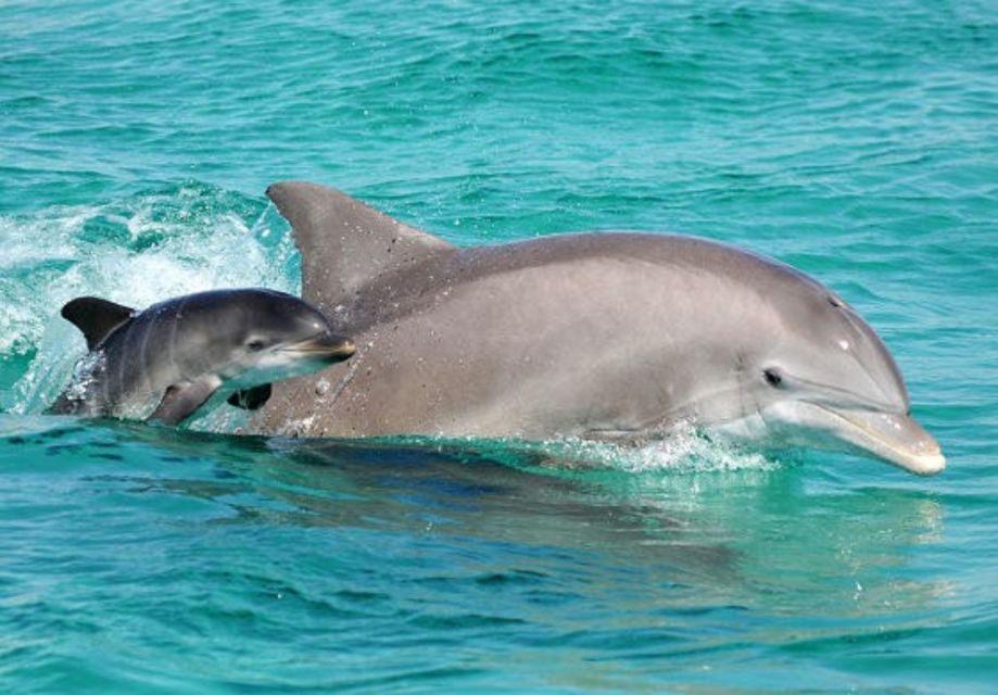 Panama City Beach: Dolphin Watching Trip by Catamaran - Experience Description