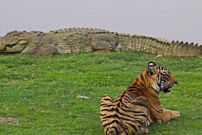 Panna Tiger Reserve Tour From Khajuraho - Pricing and Booking Details