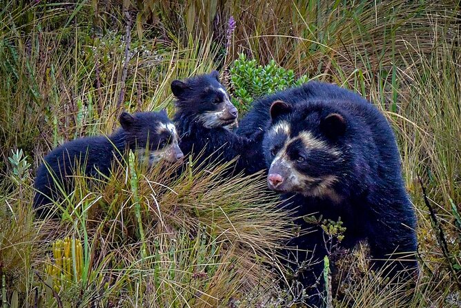 Papallacta Pass - Cayambe Coca National Park & Guango Cloud Forest Reserve - Tour Duration and Inclusions