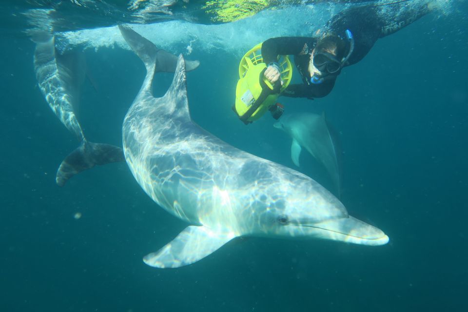 Perth: Swim With Wild Dolphins Tour - Booking Information