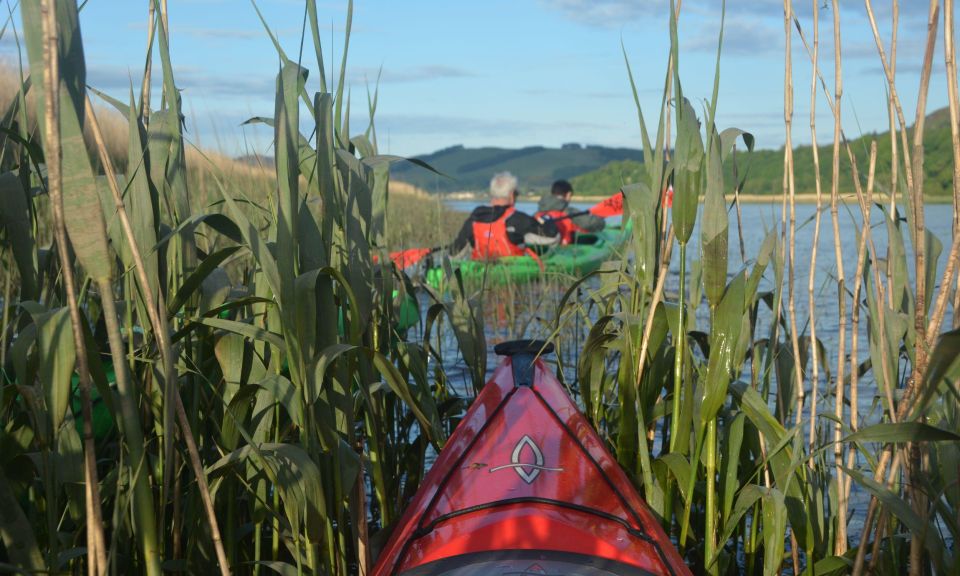 Perth: Willowgate to Newburgh Guided Kayaking Tour - Activity Details