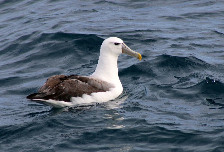 Philip Island: Dolphin and Whale Cruise - Inclusions and Additional Options