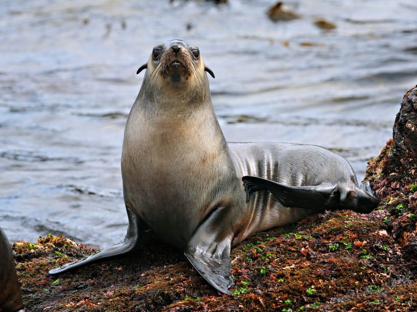 Philip Island: Seal Watching Cruise - Booking Information