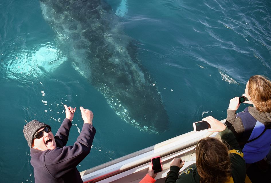 Phillip Island: Whale Watching Boat Tour - Activity Highlights