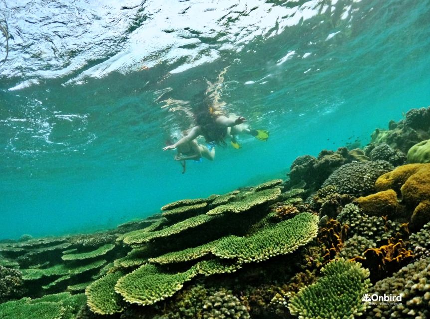 Phu Quoc Small-group Snorkeling to the Coral Jungle Reef - Customer Recommendations and Experience Highlights