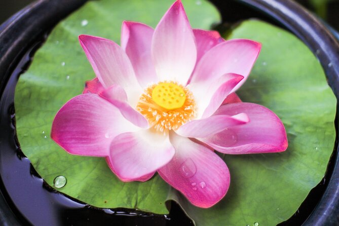 Phuket Giant Water Lilies & Temple Private Tour - Pricing Details