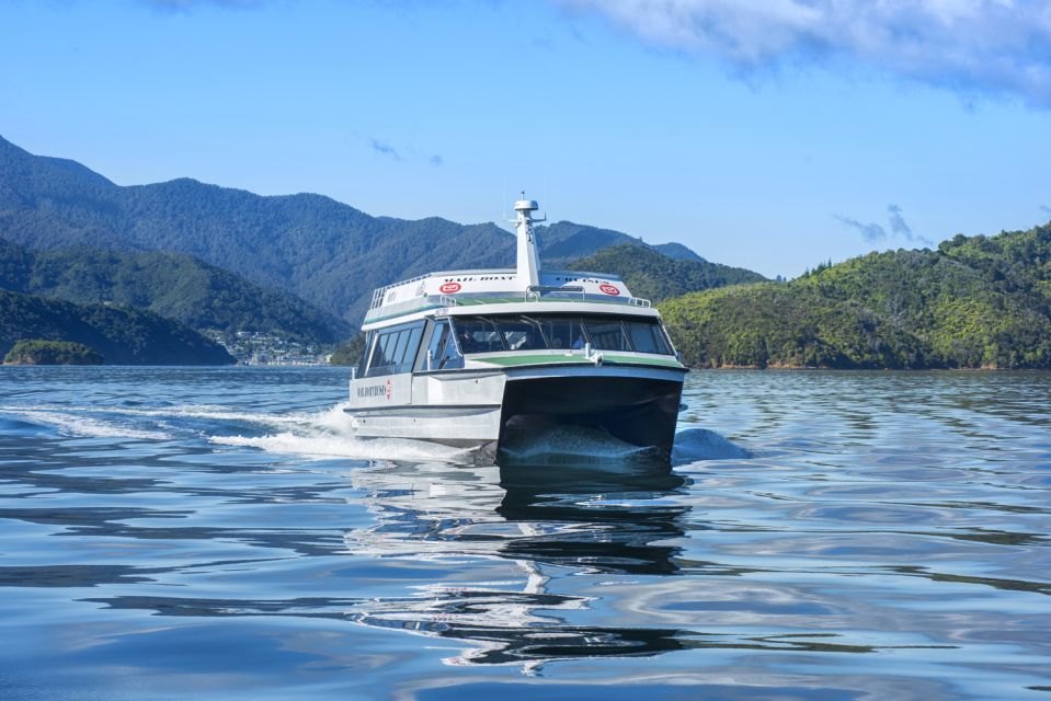 Picton: Queen Charlotte Sounds Sightseeing Cruise - Experience Highlights