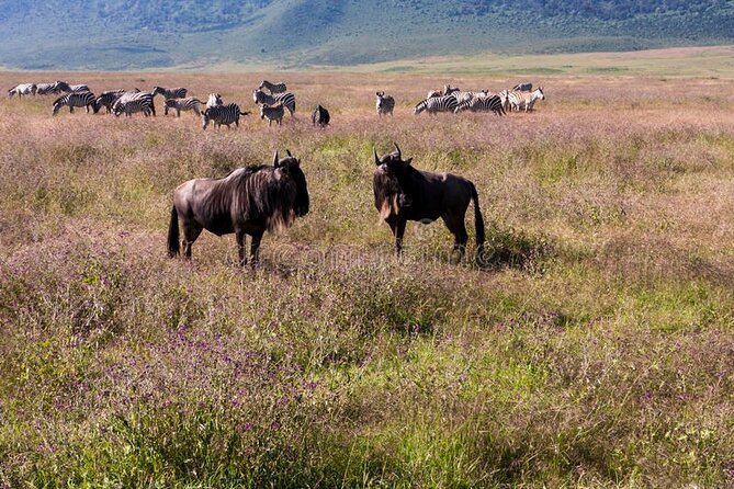 Pilanesberg Full Day Safari - Wildlife Encounters