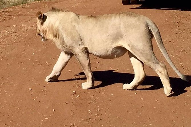 Pilanesberg Game Reserve Guided Day Tour From Johannesburg or Pretoria - Cancellation Policy Details