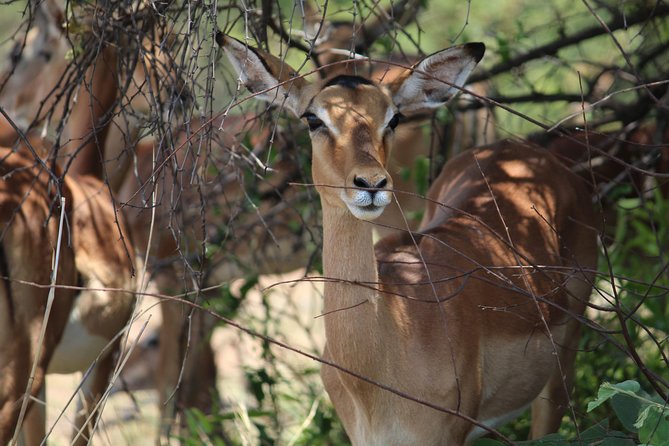 Pilanesberg National Park Full Day Safari From Johannesburg - Wildlife Encounters