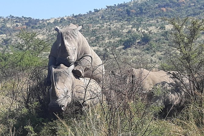 Pilanesberg National Park Full-Day Tour From Johannesburg - Customer Reviews