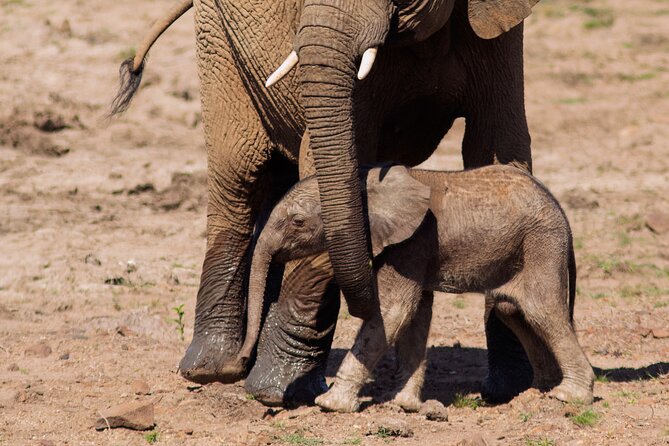 Pilanesberg National Park Private Full-Day Safari Tour  - Johannesburg - Tour Details