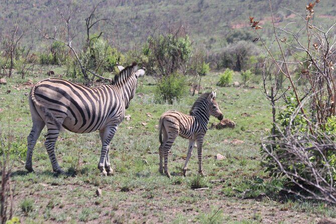 Pilanesberg Nature Reserve - Full-Day Safari Experience