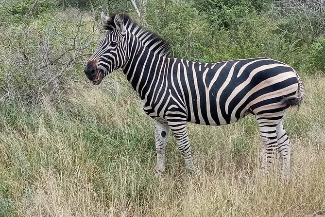Pilanesberg Safari Day Tour - Itinerary Overview