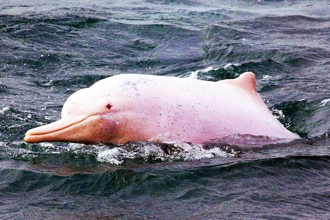 Pink Dolphin Spotting Tour by Speedboat From Koh Samui - Booking Information