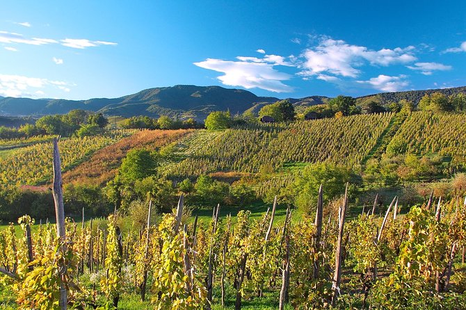 Plesivica Region Wine Tasting Half-day Tour - Pickup and Logistics
