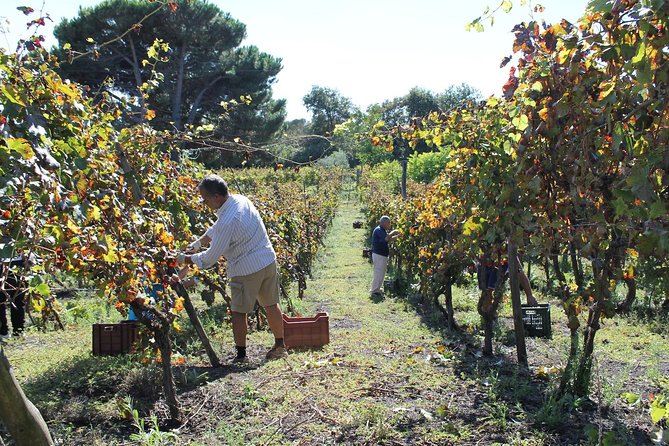 Pompeii and Wine Tasting Tour at the Slopes of the Mt Vesuvius - Additional Information