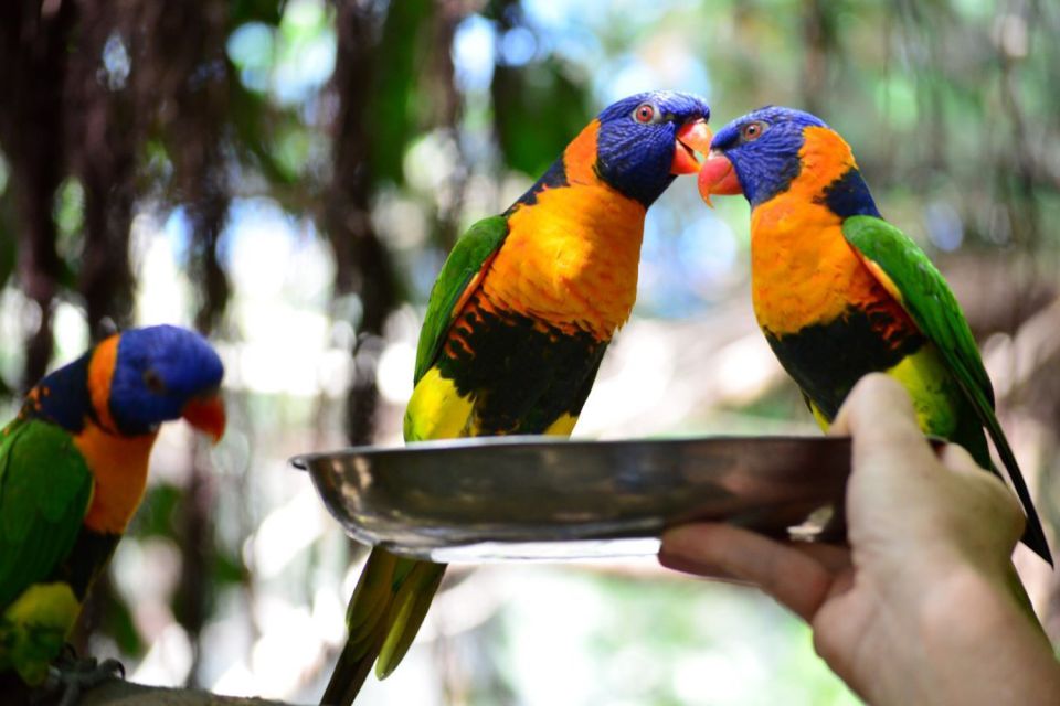 Port Douglas: Breakfast With the Birds - Experience Highlights