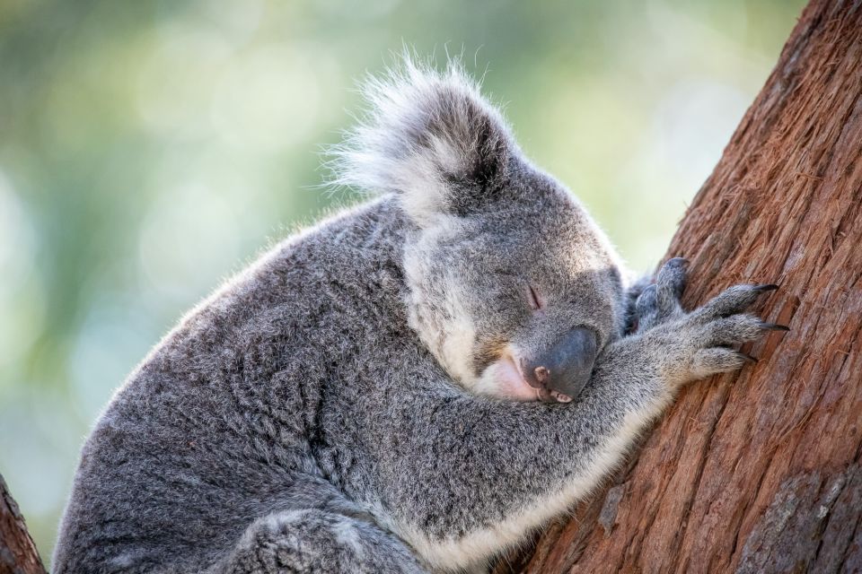 Port Stephens: Koala Sanctuary General Admission Ticket - Experience Highlights