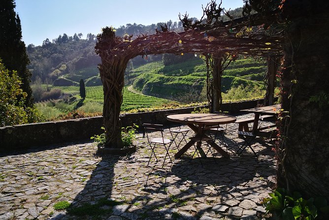 Premium Private Douro & Vinho Verde Tour: Wine Tastings & Lunch - Wine Tasting Experiences