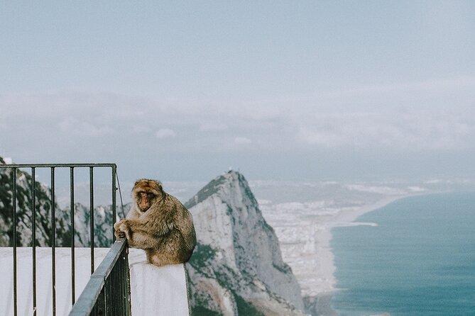 Private 10-Hours Tour of Gibraltar From Cadiz - Inclusions