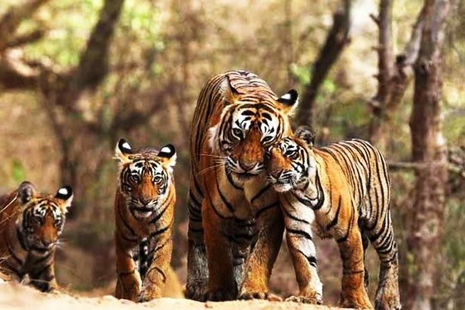 Private 6-Day Ranthambhore Tiger Tour Including Delhi, Agra and Jaipur - Tour Highlights