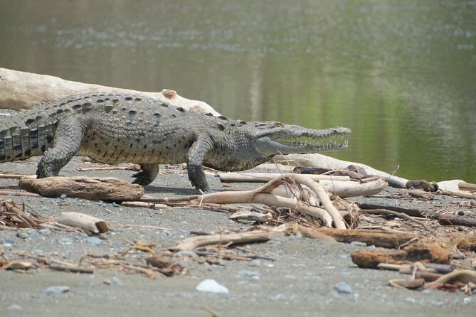 Private Adventure Tour in Corcovado Natural Park - Customer Reviews and Ratings