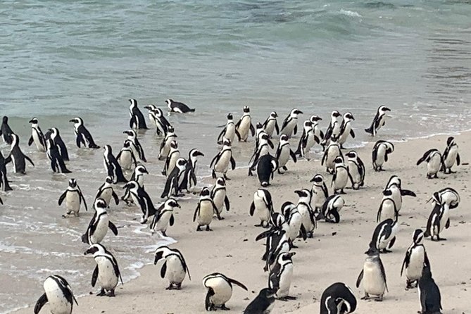Private Cape Peninsula Tour, With Close Range Penguin Encounter From Cape Town. - Customizable Itinerary