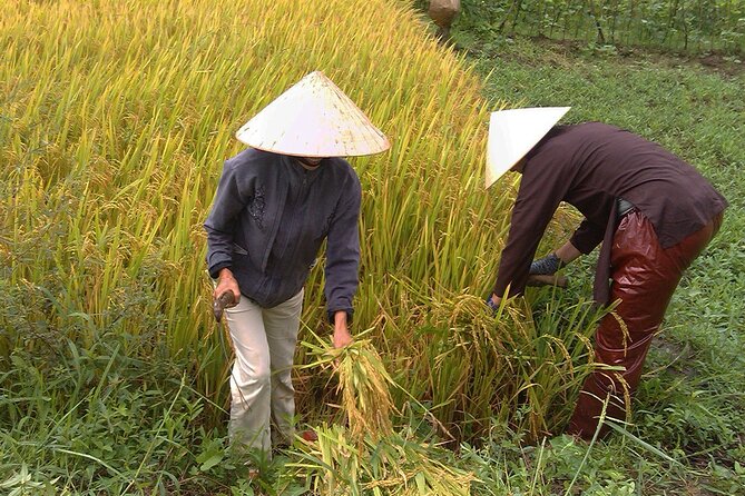 Private Cycling Tour in Rural Hue With Farming Experience - Farming Experience Details