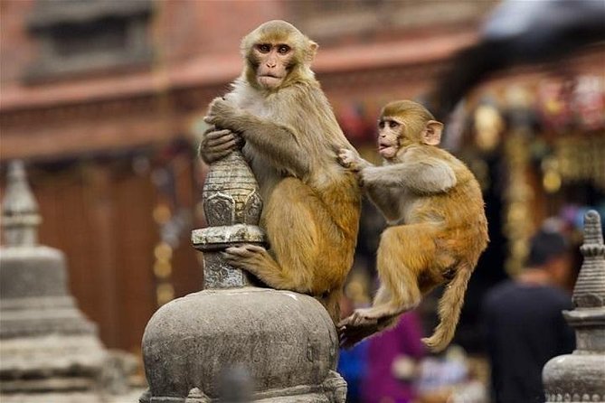 Private Day Tour of Abhaneri Stepwells With Monkey Temple - Inclusions and Refund Policy