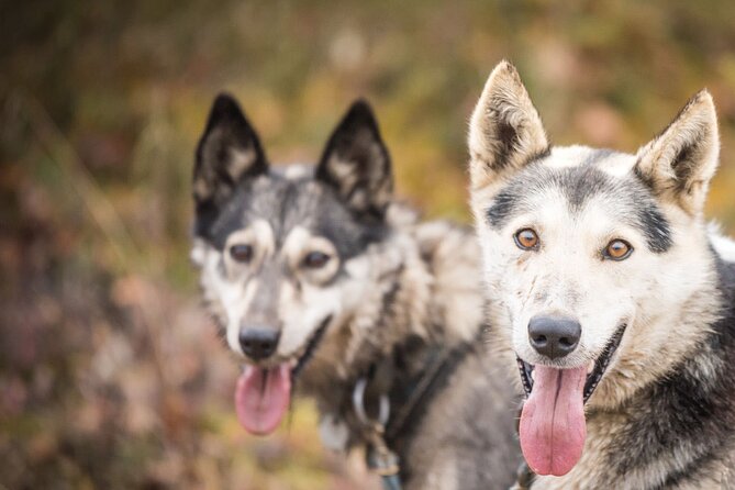 Private Fall Foliage Mushing Cart Ride in Fairbanks - Inclusions