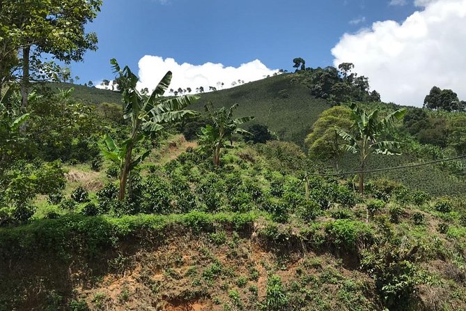 Private Full-Day Coffee Tour to Palmitas Farm Near Medellín - Additional Information