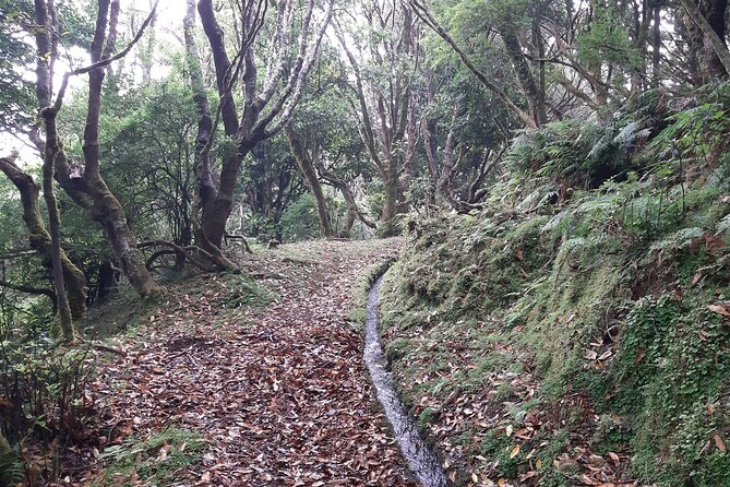 Private Guided Walk Levada Brasileiro – Levada Do Moinho - Additional Information