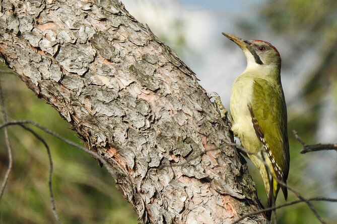 Private Half-Day Birding Tour in Madrid Rio - Meeting and Pickup Details