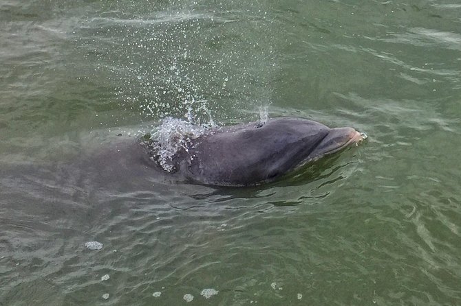Private Hilton Head Dolphin Tour - Departure Location