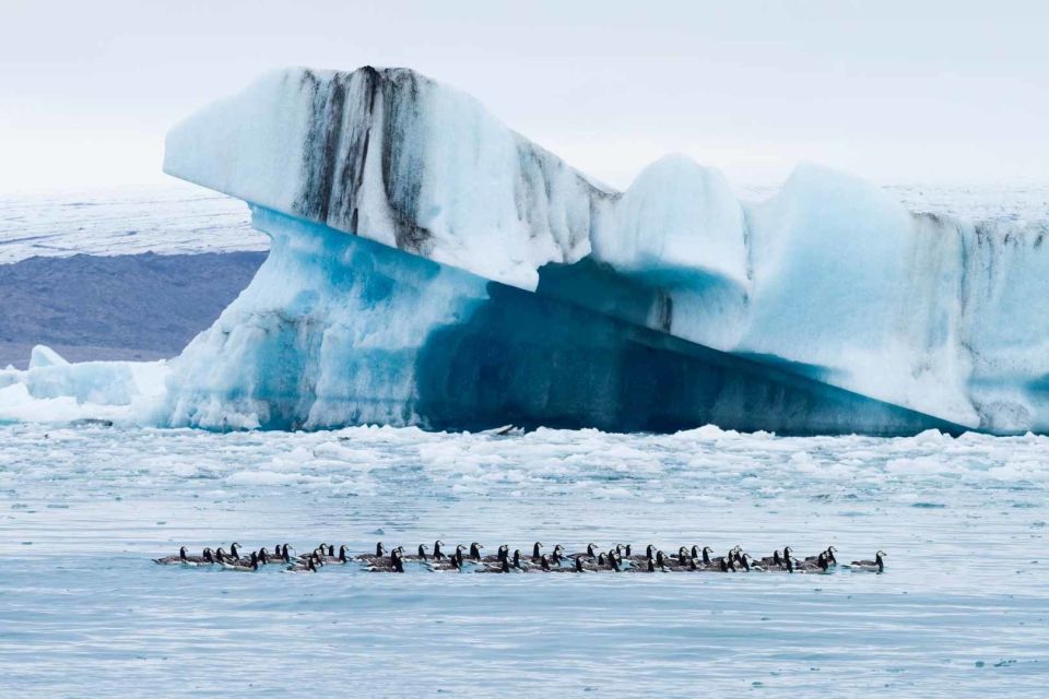 Private Jökulsárlón Glacier Lagoon Tour - Experience Highlights of the Tour