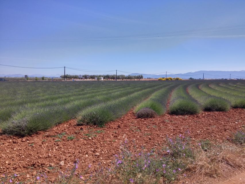 Private Lavender of Provence Tour - Duration and Language Options