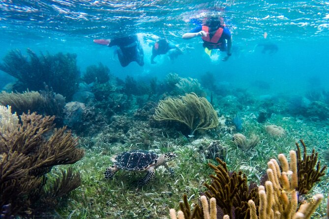 Private (Only You) Reef Snorkeling in Puerto Morelos 2x40 Minutes - Exclusive 2x40 Minutes Snorkeling Experience