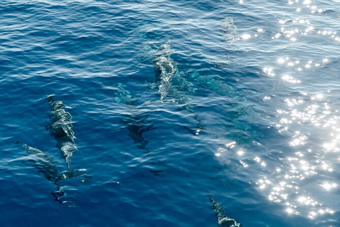 Private Snorkel Trip With Lunch From Waikiki on a Yacht - Common questions