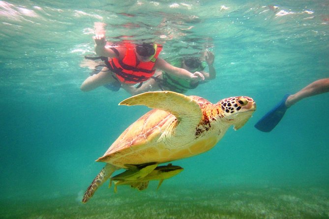 Private Snorkeling Tour With Sea Turtles at Akumal Beach  - Playa Del Carmen - Departure Options