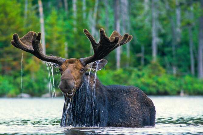 Private Sunset 4-Hour Grand Teton Wildlife Adventure - Wildlife Encounters