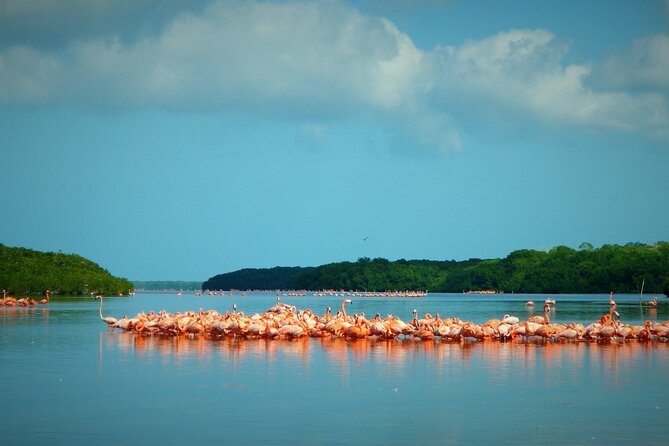 Private Tour Celestun Flamingo Watching and Beach - Tour Inclusions