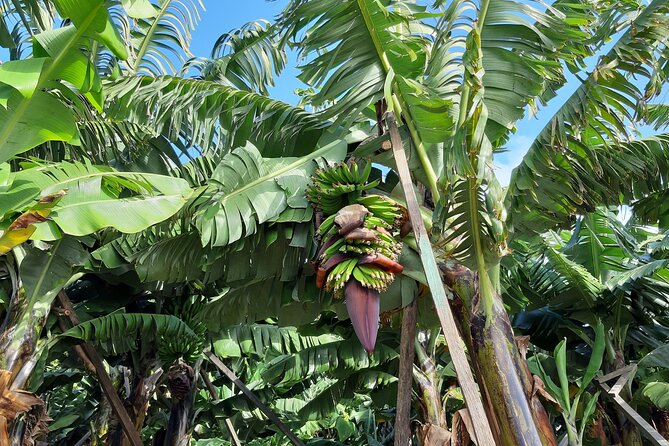 Private Tour of Banana Farm From Funchal - Pricing Details
