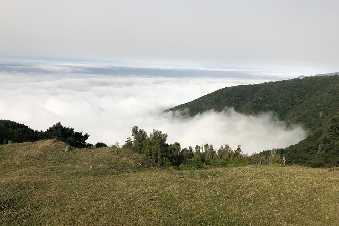 Private Tour of Fanal Park Ancient Trees - Tour Activities and Fanal Forestry Station