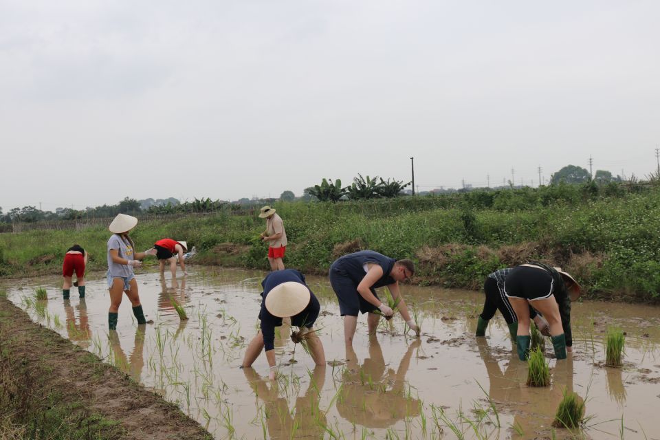 Private Wet Rice Growing Day Tour From Hanoi With Lunch - Experience Highlights