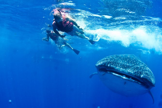 Private Whale Shark All Inclusive Experience - Cancellation Policy