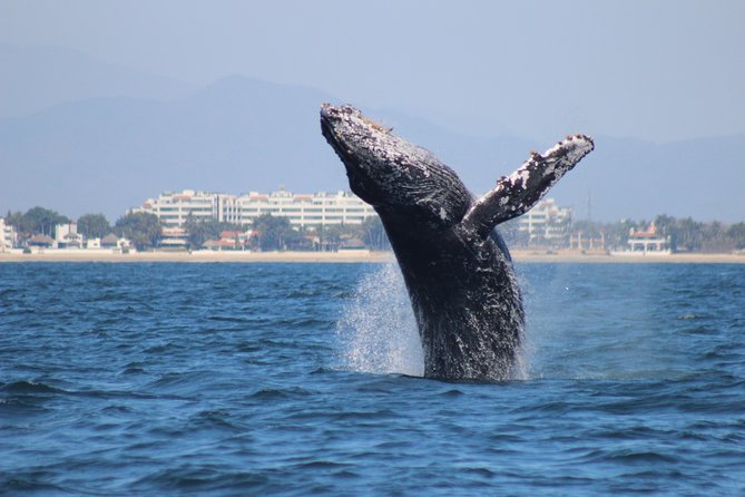 Private Whale Watching Tour in Puerto Vallarta - Booking Information
